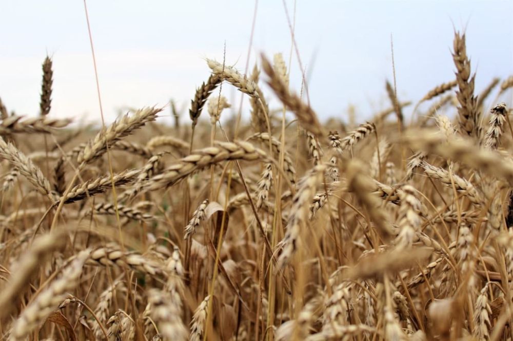 Херсонская область недополучит до 200 тыс тонн зерна из-за поджогов и минирования полей Украиной