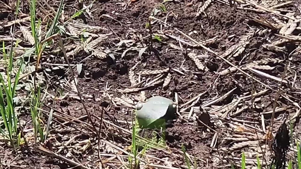 Прогулки по минному полю: брошенная оборонительная позиция ВФУ за Покровским