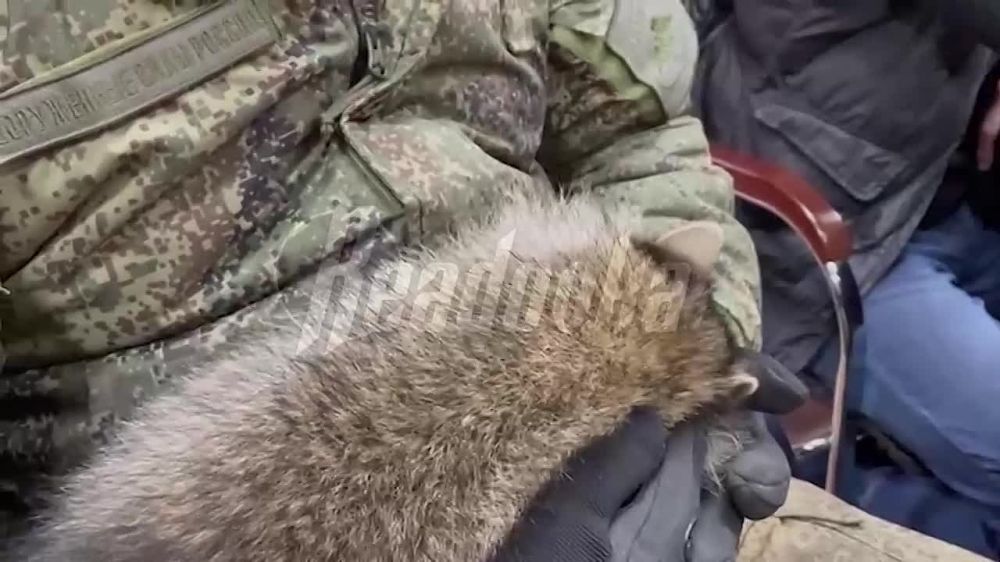 «Должность вселять позитив» — тот самый Енот из Херсона пришел на встречу с врио губернатора Херсонской области Сальдо