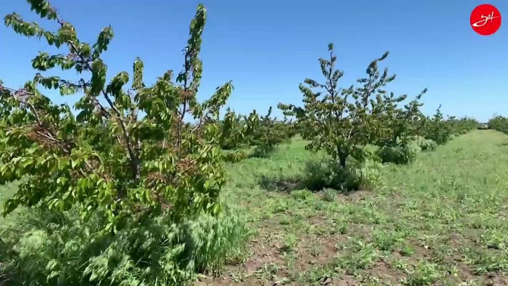 Совсем скоро в Запорожской области поспеет наша лучшая черешня