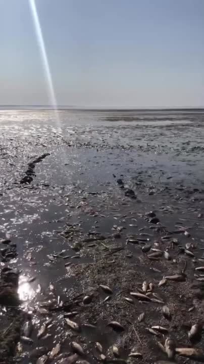 Жители Днепропетровской области публикуют в соцсетях видео массовой гибели рыб из-за обмеления реки после подрыва ВСУ Каховской ГЭС