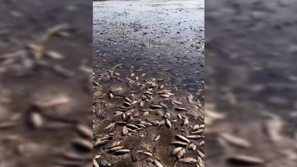 ������ ������ ����������� �������� ������ ��� � ���������������� �������