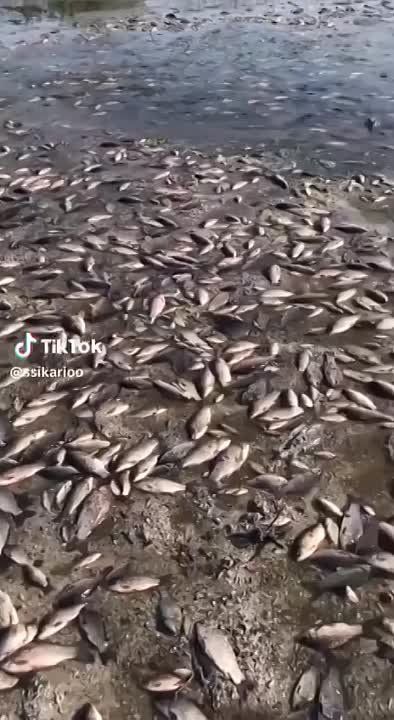 Олег Царёв: На украинских каналах проходит новость: