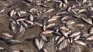 На Днепропетровщине зафиксировали случаи ботулизма: продают ли дохлую рыбу на стихийных рынках?