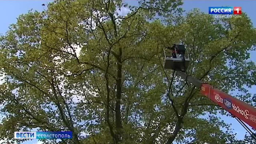 Платан Палласа в Терновке сегодня измерили вдоль и поперёк