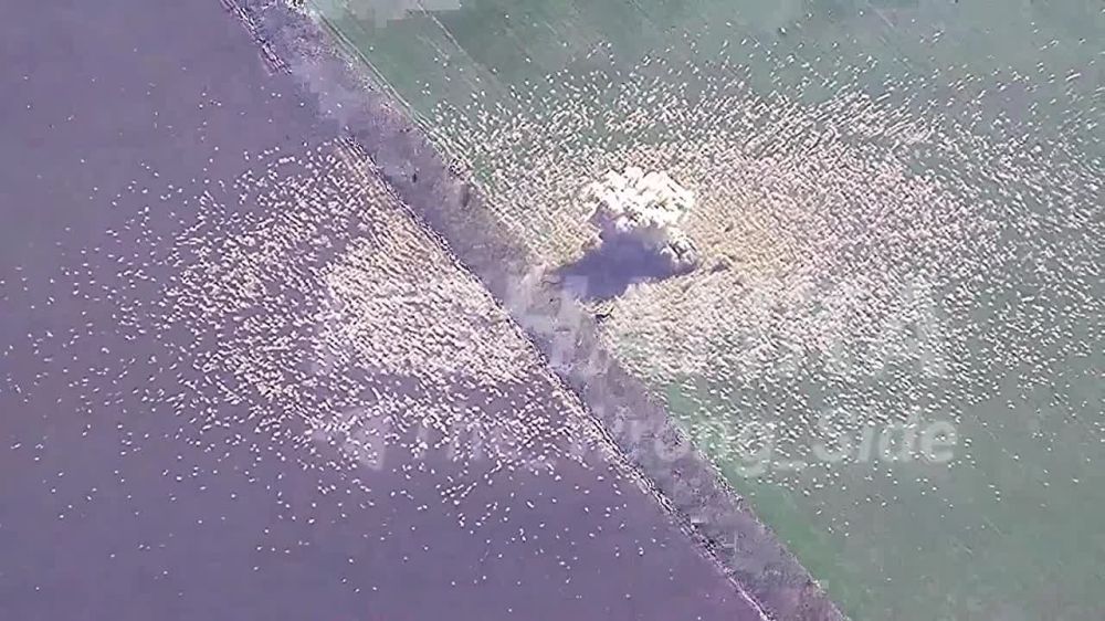 ���� ��������: ������ ���� "���������" �� �������� ���������� ���