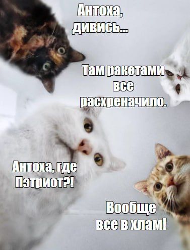 ����� �����: �� 12 ����� ��� ����� �������� � �������� 18-20 �������� � �����, ���������������, ������ ����, �����������, � ����������, ����������� � ������� ��������