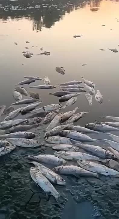 Армен Гаспарян: Хутор на пороге величайшей виктории