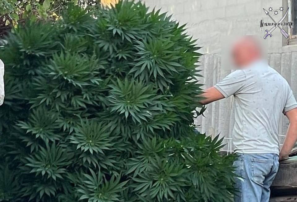 Житель Синельниково выращивал коноплю в промышленных масштабах