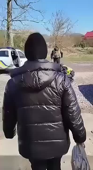 Людоловы и полицаи на Украине набирают новую пехоту: первое видео Львов, второе Кривой Рог