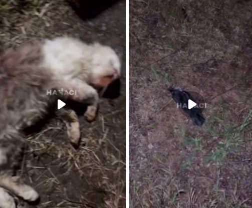 В Кривом Роге живодёры отстреливают животных