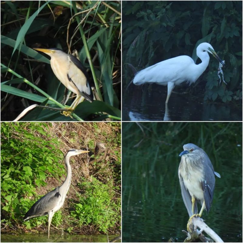 В центре Кривого Рога зафиксировали скопление редких видов цапель