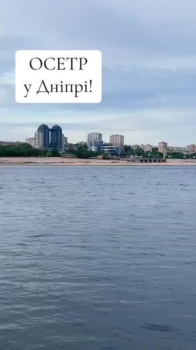           ,     ,     