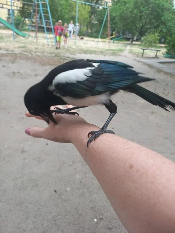         ,          