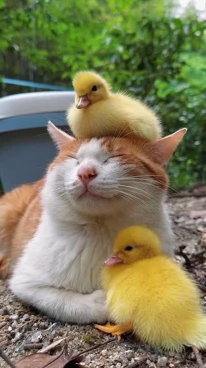 Начните доверять себе, и вы поймёте, как следует жить