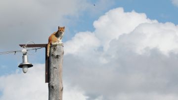 В Киеве введены экстренные отключения света