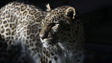 ������� ���� ������ ���������������� ������� �� �����������