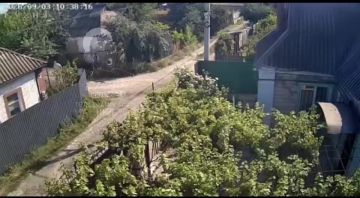 Кстати про бездомных собак