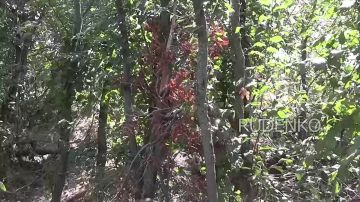 ������ �������: � ���� ���������������� �������� �������� ����������� ����� ������ ���������� ���� ������� ��� � ������ ����� FPV-������ ���������� �� ���������������� �����������